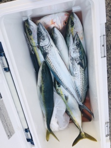 シーモンキー 釣果