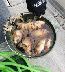 シーモンキー 釣果