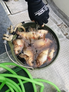 シーモンキー 釣果