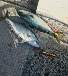 シーモンキー 釣果