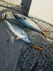 シーモンキー 釣果