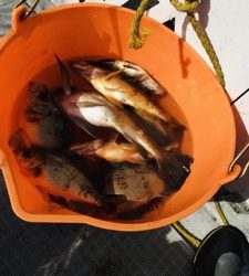 シーモンキー 釣果