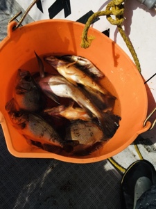 シーモンキー 釣果