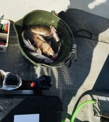 シーモンキー 釣果