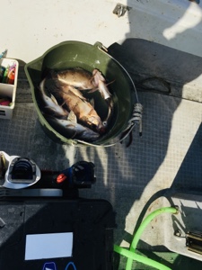 シーモンキー 釣果