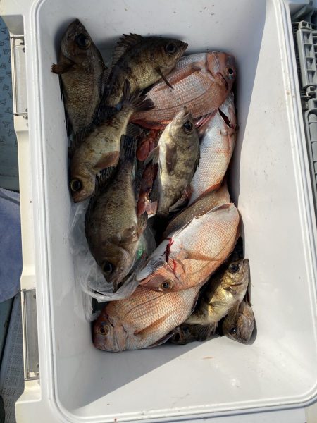 リトルワン 釣果