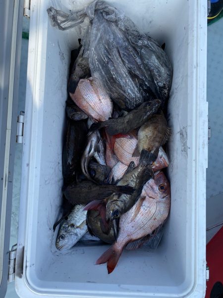 リトルワン 釣果