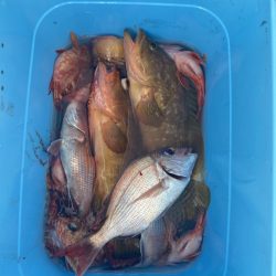 リトルワン 釣果