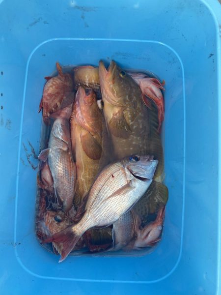 リトルワン 釣果