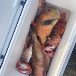 リトルワン 釣果