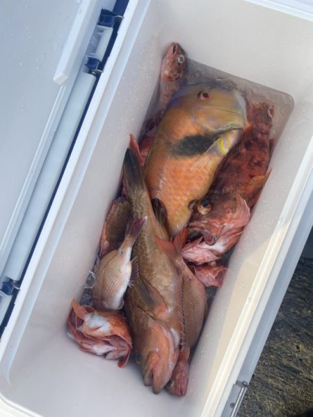 リトルワン 釣果