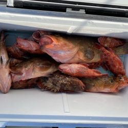 リトルワン 釣果