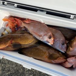 リトルワン 釣果