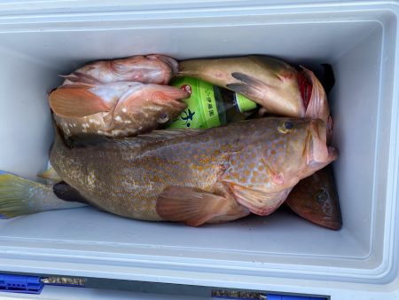 リトルワン 釣果