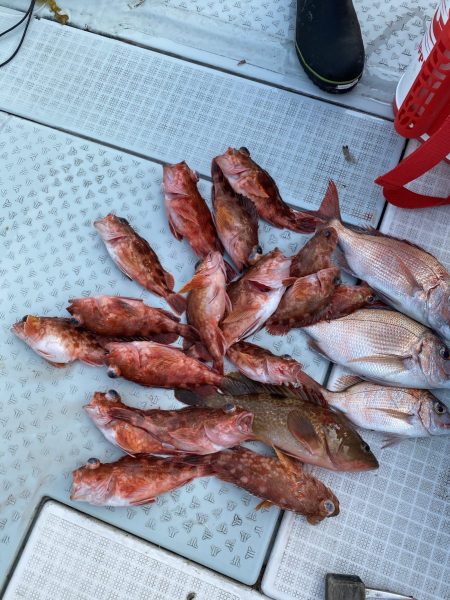 リトルワン 釣果