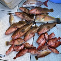 リトルワン 釣果