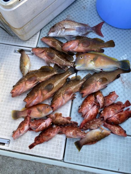 リトルワン 釣果