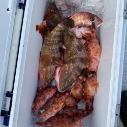 リトルワン 釣果