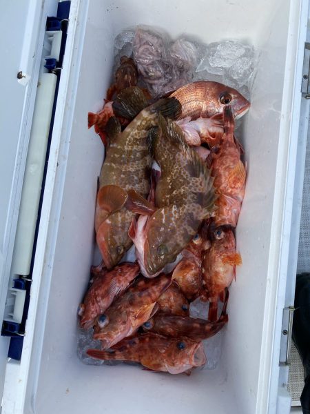 リトルワン 釣果