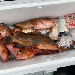 リトルワン 釣果