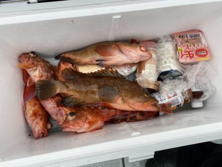 リトルワン 釣果