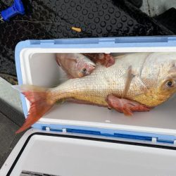 リトルワン 釣果