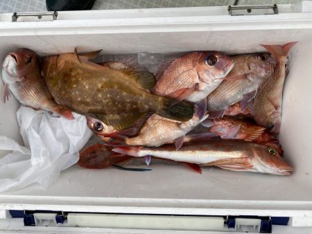 リトルワン 釣果