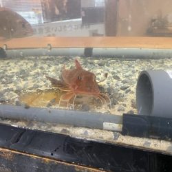 リトルワン 釣果