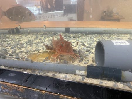 リトルワン 釣果