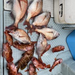 リトルワン 釣果