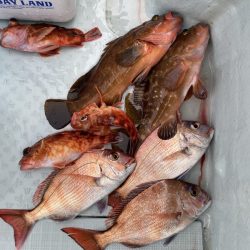 リトルワン 釣果