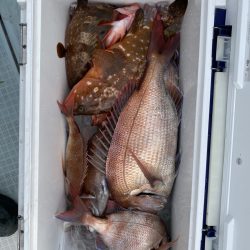 リトルワン 釣果