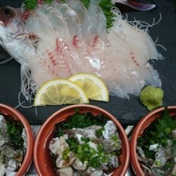 リトルワン 釣果