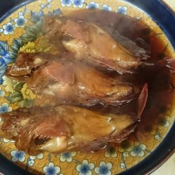 リトルワン 釣果