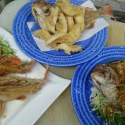 リトルワン 釣果