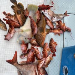 リトルワン 釣果