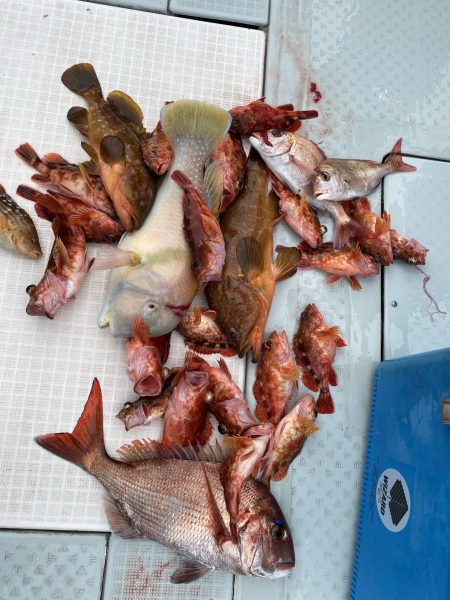 リトルワン 釣果