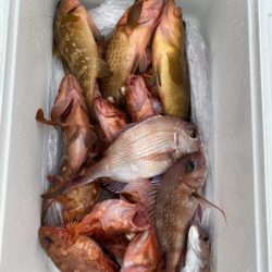 リトルワン 釣果