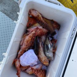 リトルワン 釣果