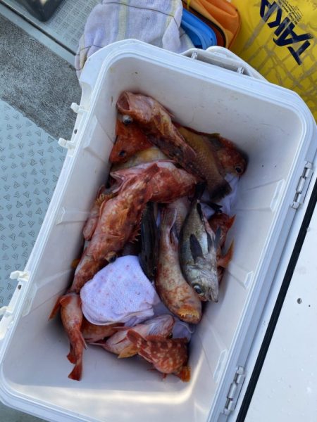 リトルワン 釣果