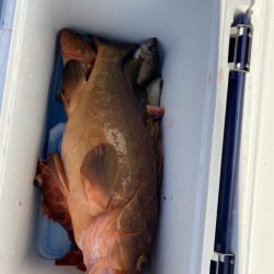 リトルワン 釣果