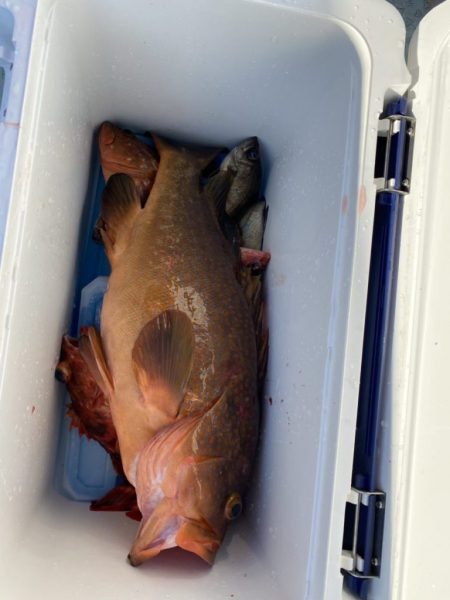 リトルワン 釣果