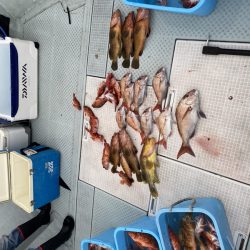 リトルワン 釣果