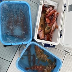 リトルワン 釣果