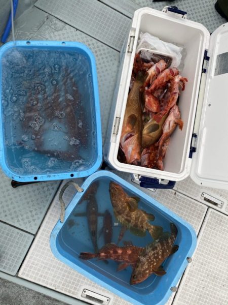 リトルワン 釣果