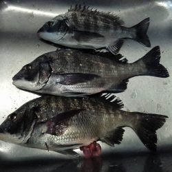 ふじや釣舟店 釣果