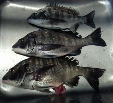 ふじや釣舟店 釣果