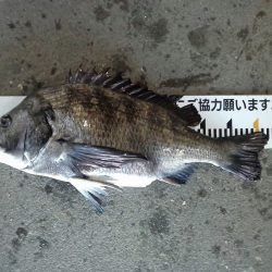 ふじや釣舟店 釣果