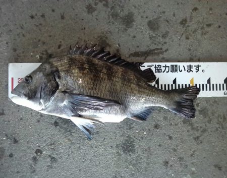 ふじや釣舟店 釣果