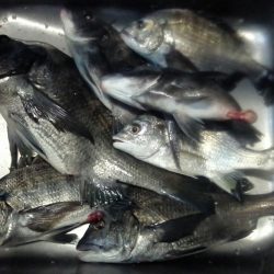 ふじや釣舟店 釣果